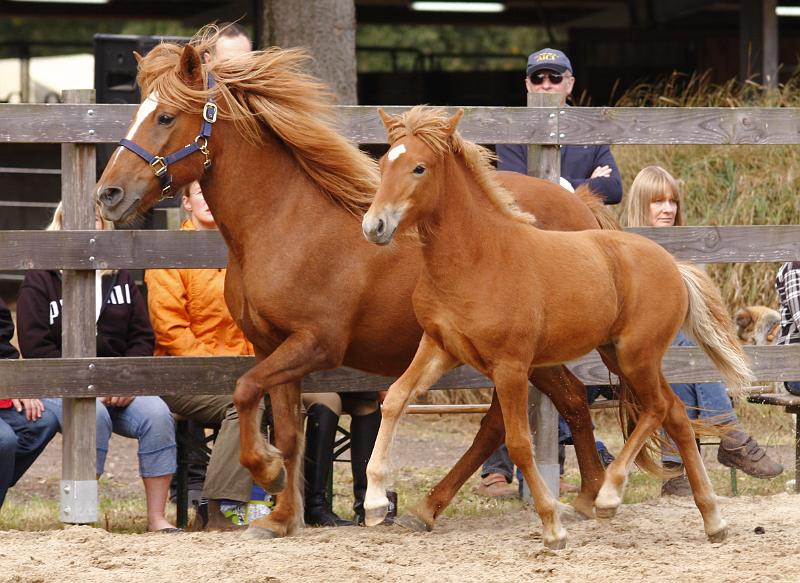 Hofy von Heidmoor e.jpg